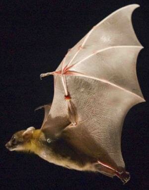 Bats In Flight Reveal Unexpected Aerodynamics