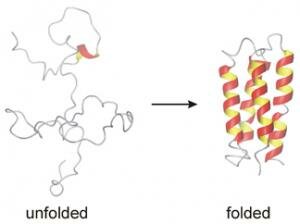 Designed Protein