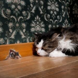 Cat and MOuse